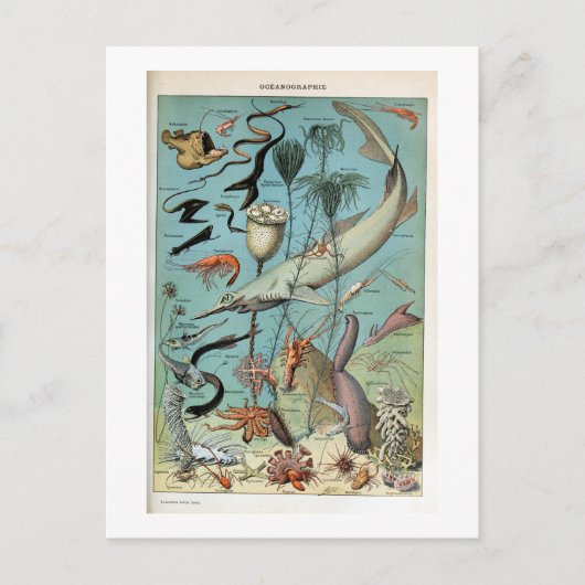 ヴィンテージの海海の生物 ポストカード (正面)