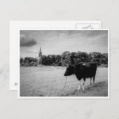 ヴィンテージの田舎に牛の黒/白 ポストカード (正面/裏面)
