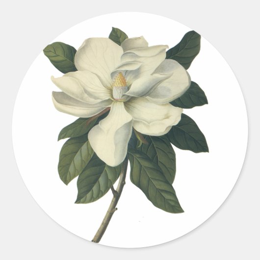 ヴィンテージの白いモクレンの花の開花 ラウンドシール (正面)
