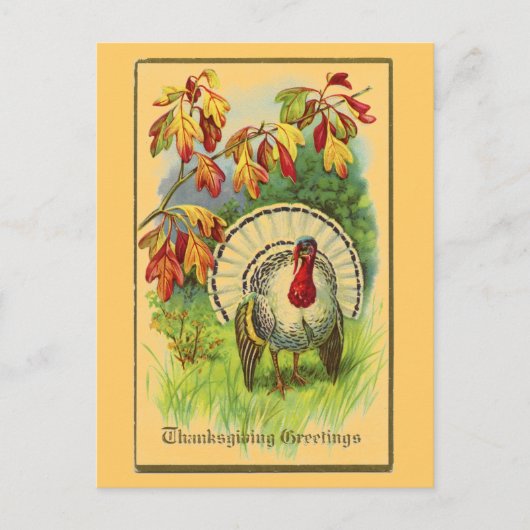 ヴィンテージの白トルコ ポストカード (正面)