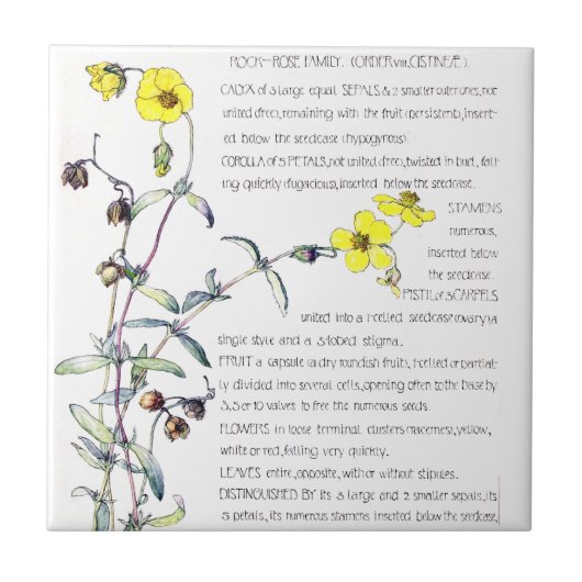 ヴィンテージの石バラの野生の花によってはタイルが開花します タイル (正面)