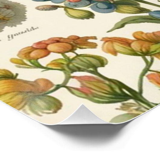 ヴィンテージの組み合わせフローラ花 ポスター (コーナー)