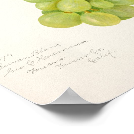 ヴィンテージの緑の葡萄の実絵画の ポスター (角)