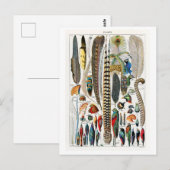 ヴィンテージの羽毛 ポストカード (正面/裏面)