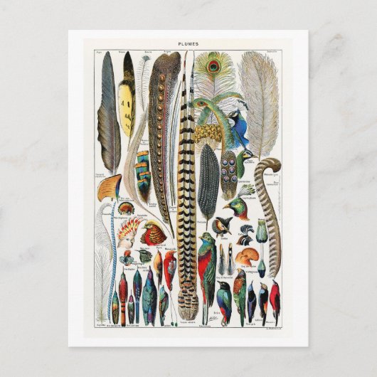 ヴィンテージの羽毛 ポストカード (正面)