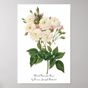 ヴィンテージの花の花の赤面Noisetteばら色のRedoute ポスター