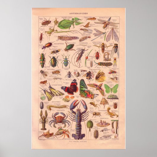 ヴィンテージの花火鉢のポスター1920 ポスター (正面)