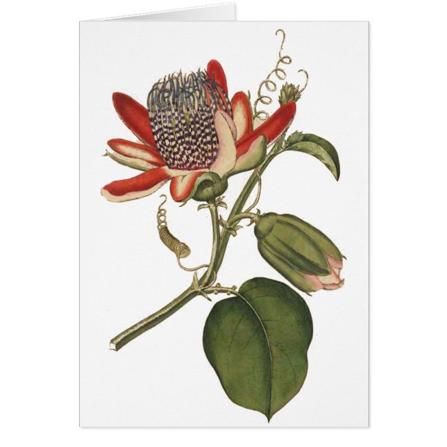 ヴィンテージの花 (正面)