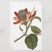 ヴィンテージの花 便箋 (正面/裏面)