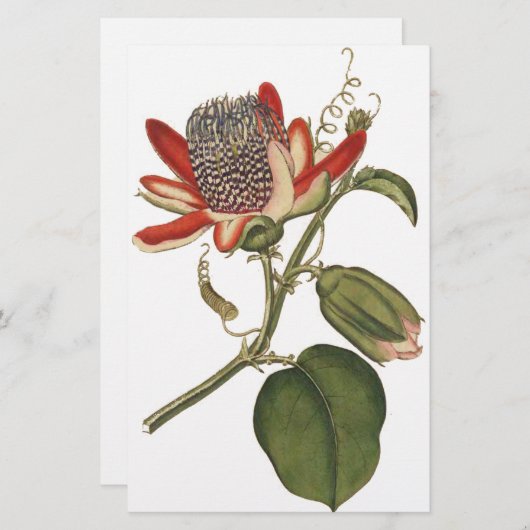 ヴィンテージの花 便箋 (正面/裏面)