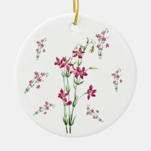 ヴィンテージの花 – Centaurium by Mary Vaux Walcott