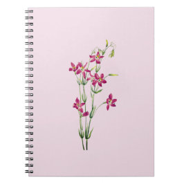 ヴィンテージの花 – Centaurium by Mary Vaux Walcott ノートブック