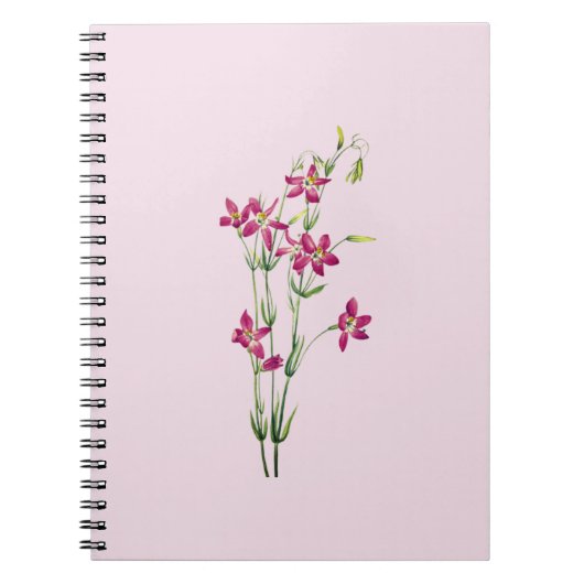 ヴィンテージの花 – Centaurium by Mary Vaux Walcott ノートブック (正面)