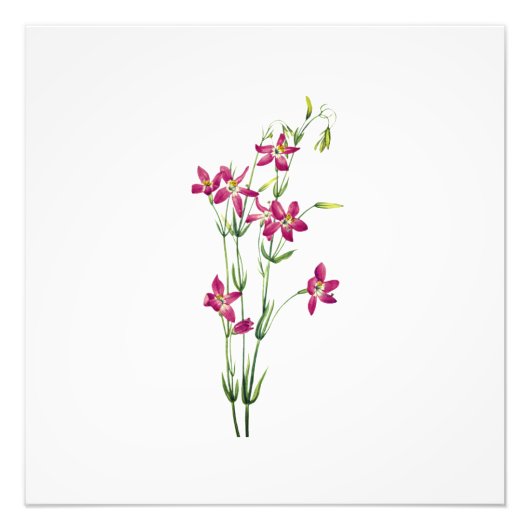 ヴィンテージの花 – Centaurium by Mary Vaux Walcott フォトプリント (正面)