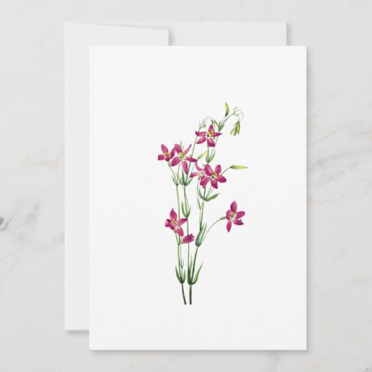 ヴィンテージの花 – Centaurium by Mary Vaux Walcott 招待状 (正面)