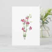 ヴィンテージの花 – Centaurium by Mary Vaux Walcott 招待状 (スタンド正面)