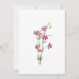 ヴィンテージの花 – Centaurium by Mary Vaux Walcott 招待状