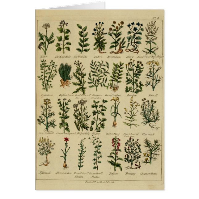 ヴィンテージの草の郵便はがきシリーズ- 4 (正面)