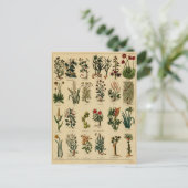 ヴィンテージの草の郵便はがきシリーズ- 6 ポストカード (スタンド正面)