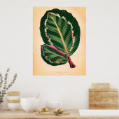 ヴィンテージの葉トロピカル – フレーミングに適した ポスター (キッチン)