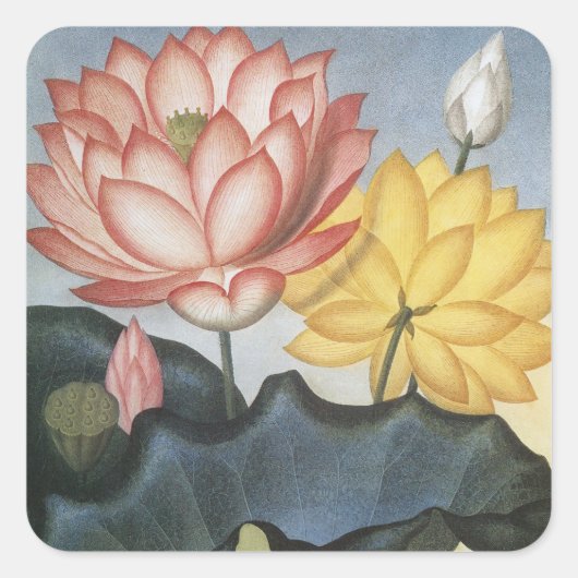 ヴィンテージの蓮の花、聖なるエジプトの豆 スクエアシール (正面)