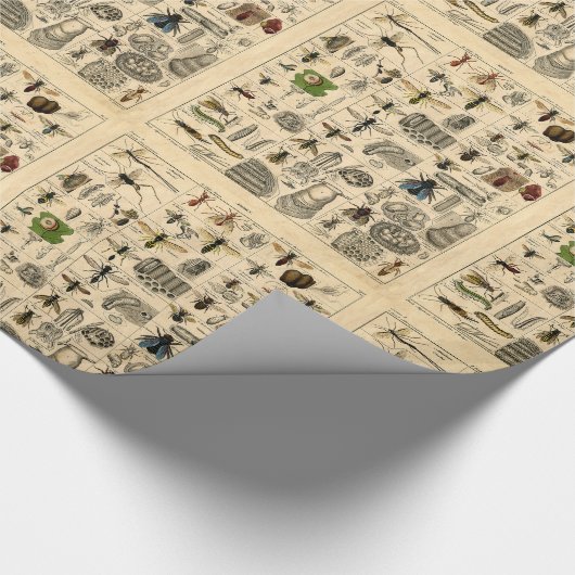 ヴィンテージの虫の昆虫の図解入りの、写真付きのな図表のギフト用包装紙 ラッピングペーパー (角)