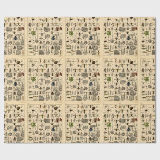 ヴィンテージの虫の昆虫の図解入りの、写真付きのな図表のギフト用包装紙 ラッピングペーパー (フラット)