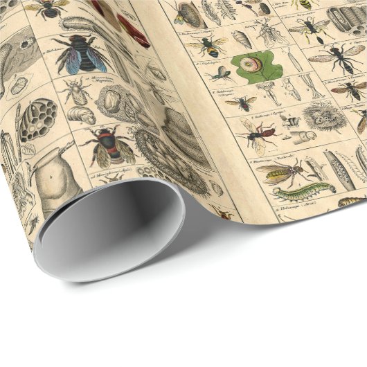 ヴィンテージの虫の昆虫の図解入りの、写真付きのな図表のギフト用包装紙 ラッピングペーパー (ロールコーナー)