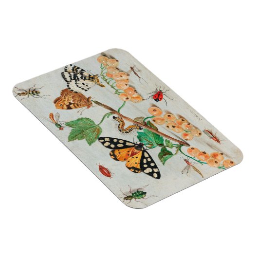 ヴィンテージの蝶の果実のイラストレーション マグネット (右側)