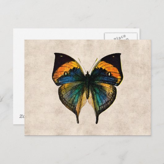 ヴィンテージの蝶イラストレーション1800'sの蝶 ポストカード (正面/裏面)