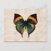 ヴィンテージの蝶イラストレーション1800'sの蝶 ポストカード (正面)