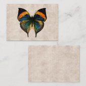 ヴィンテージの蝶イラストレーション1800'sの蝶 名刺 (正面/裏面)