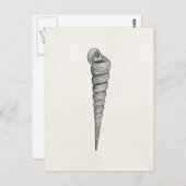 ヴィンテージの螺線形の貝殻のアンティークは羊皮紙を殻から取り出します ポストカード (正面/裏面)