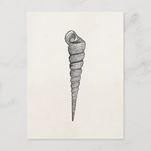 ヴィンテージの螺線形の貝殻のアンティークは羊皮紙を殻から取り出します ポストカード (正面)