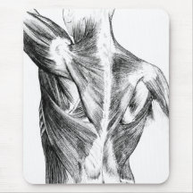 ヴィンテージの解剖学|の背筋(1852年頃) | B/W