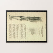 ヴィンテージの解剖学|の足筋肉 ジグソーパズル (横)