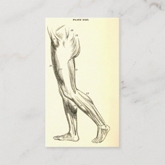 ヴィンテージの解剖学|の足筋肉II (ca. 1852年) 名刺 (正面)