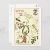 ヴィンテージの賢明なイラストレーションの郵便はがきのレシピカード ポストカード (正面/裏面)