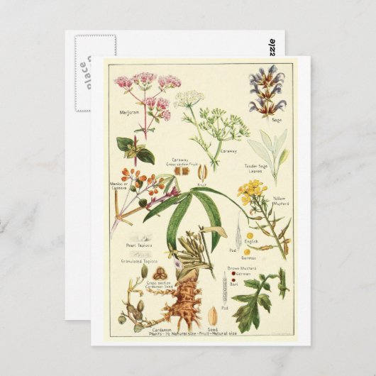 ヴィンテージの賢明なイラストレーションの郵便はがきのレシピカード ポストカード (正面/裏面)