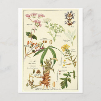 ヴィンテージの賢明なイラストレーションの郵便はがきのレシピカード ポストカード