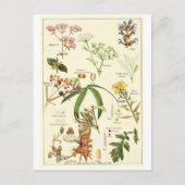 ヴィンテージの賢明なイラストレーションの郵便はがきのレシピカード ポストカード (正面)