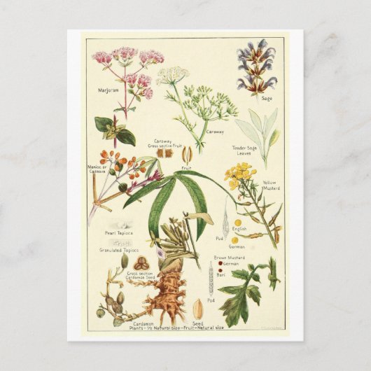 ヴィンテージの賢明なイラストレーションの郵便はがきのレシピカード ポストカード (正面)