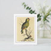 ヴィンテージの赤い色のアマゾンのオウム ポストカード (スタンド正面)