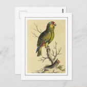 ヴィンテージの赤い色のアマゾンのオウム ポストカード (正面/裏面)