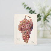 ヴィンテージの赤ぶどう果実絵画の ポストカード (スタンド正面)
