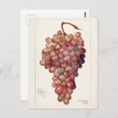 ヴィンテージの赤ぶどう果実絵画の ポストカード (正面/裏面)