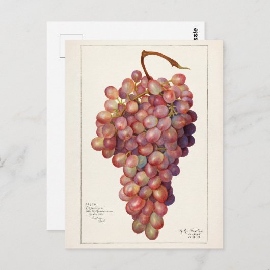 ヴィンテージの赤ぶどう果実絵画の ポストカード (正面/裏面)