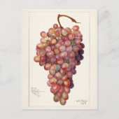 ヴィンテージの赤ぶどう果実絵画の ポストカード (正面)