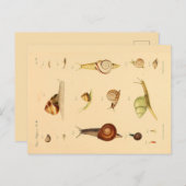 ヴィンテージの軟体裁及びカタツムリ葉書 ポストカード (正面/裏面)