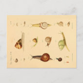 ヴィンテージの軟体裁及びカタツムリ葉書 ポストカード (正面)